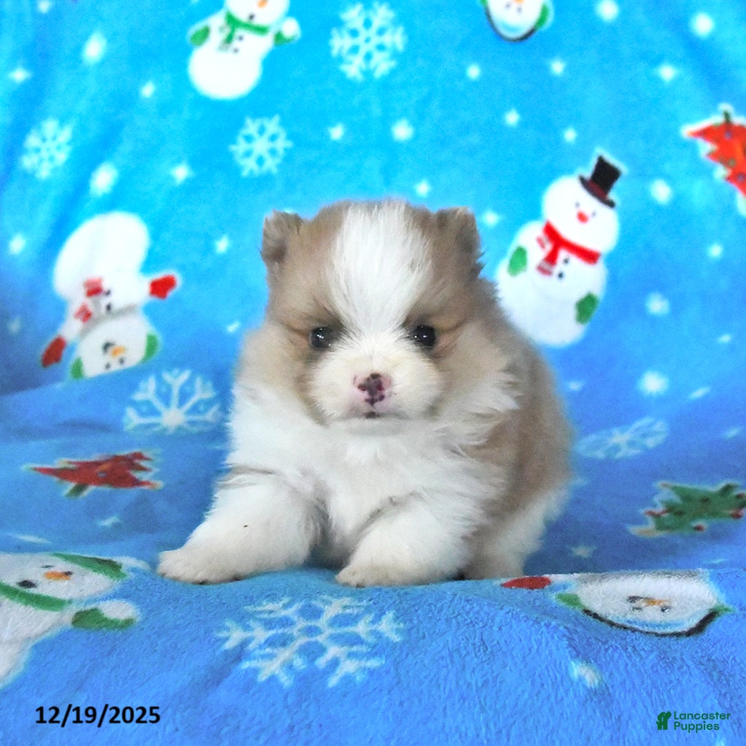 Pomeranian dogs for sale: Teddy - Ad 3