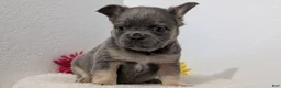 French Bulldog dogs for sale: Tessa - Ad 4