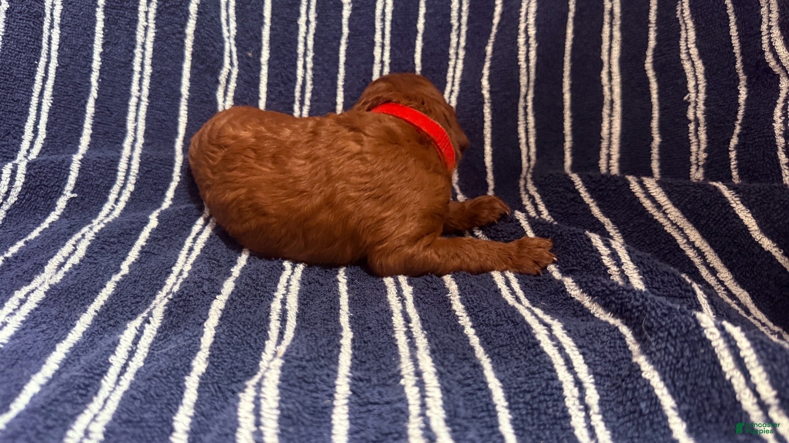 Goldendoodle dogs ❤️ Mr. Red - Ad 1
