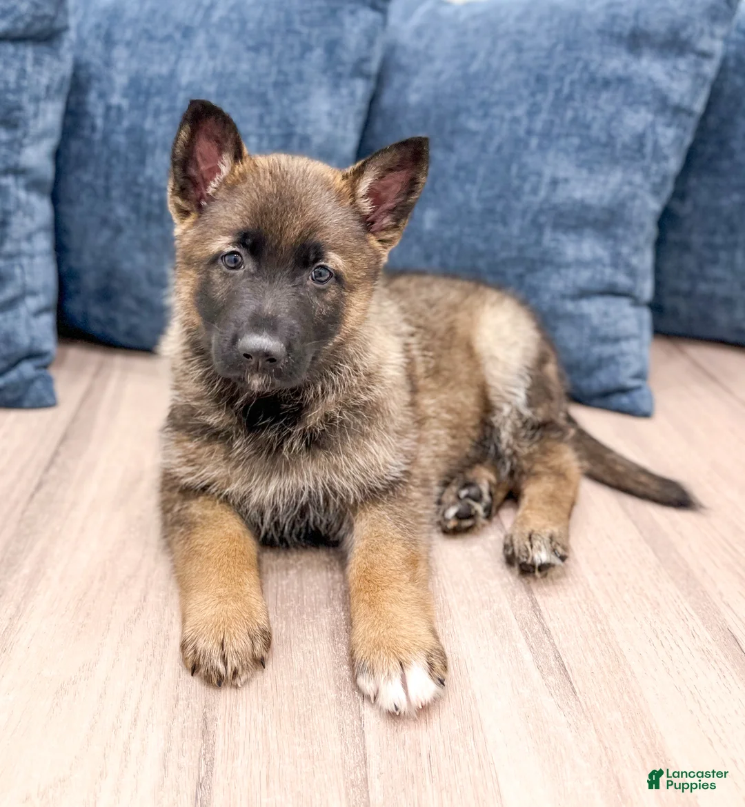 German Shepherd dogs for sale: Biscuit - Ad 2