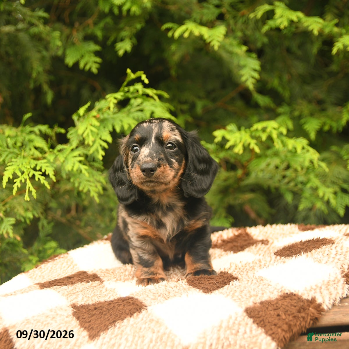 Miniature Dachshund dogs Gizmo - Ad 1