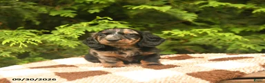Gizmo