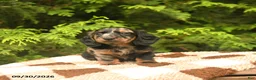 Miniature Dachshund dogs for sale: Gizmo - Ad 1