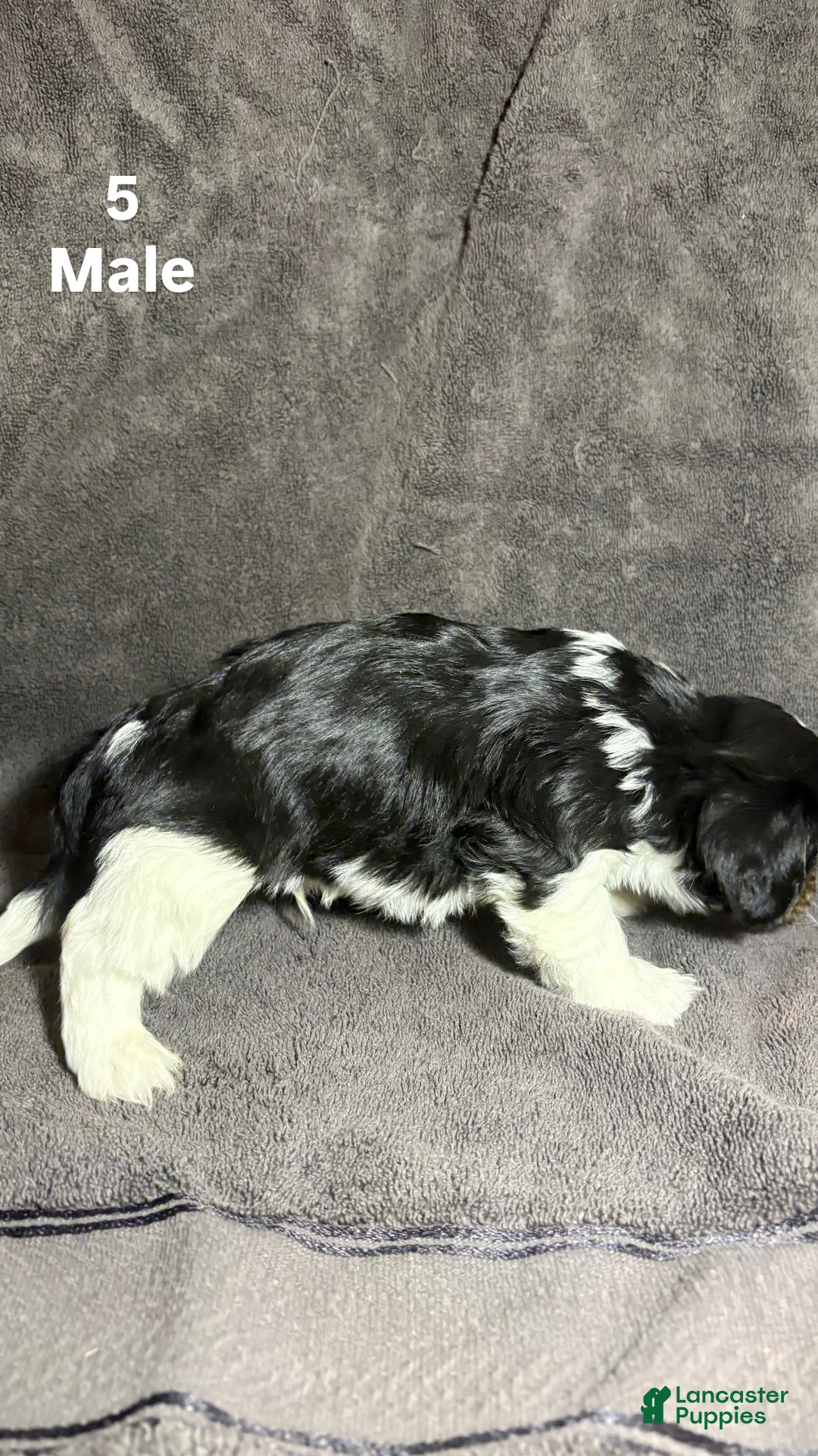 Mixed Breed dogs for sale: Mixed Breed Puppy 3 - Ad 2