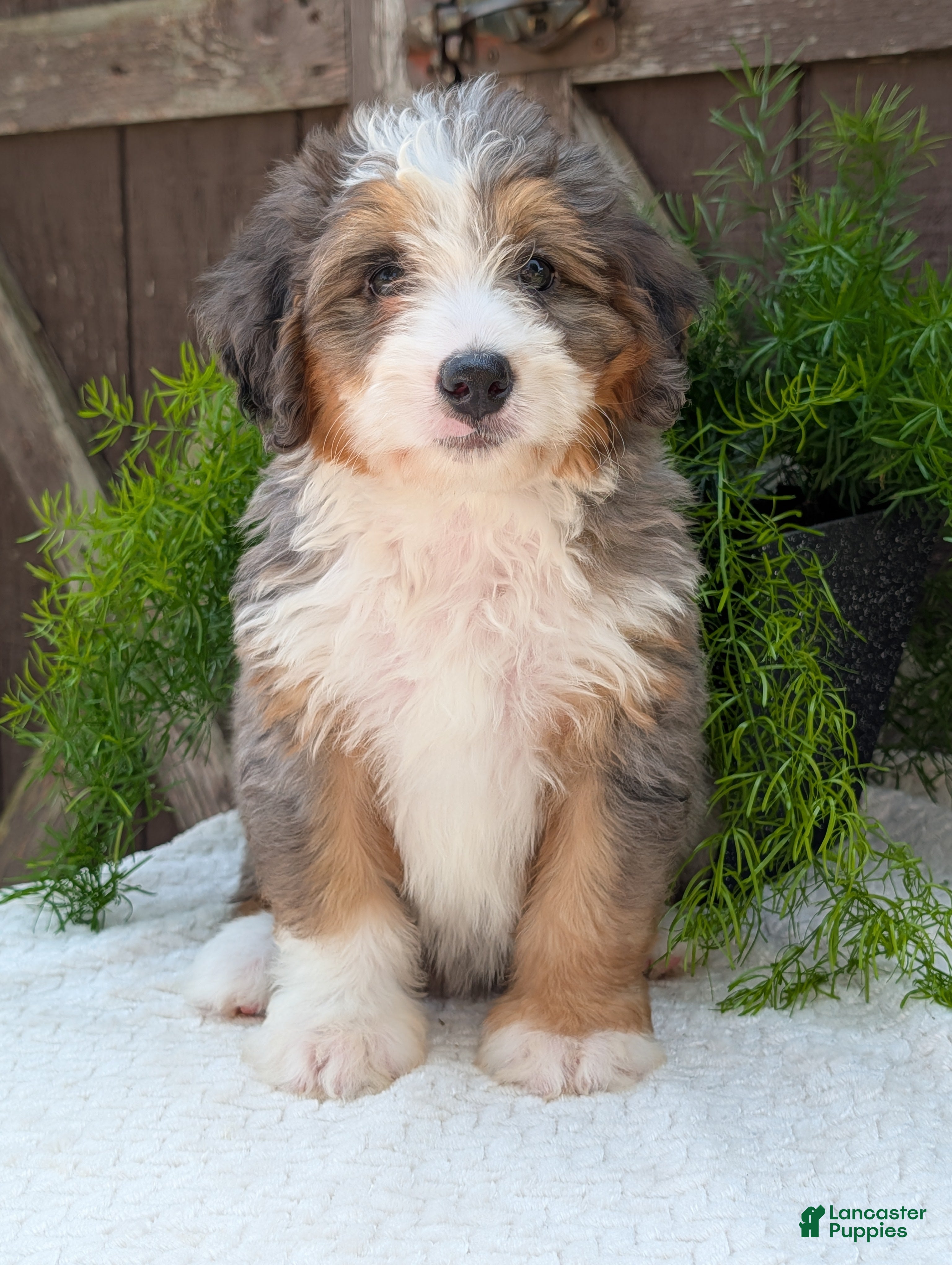 Mini Bernedoodle dogs Mini Emmie  - Ad 2