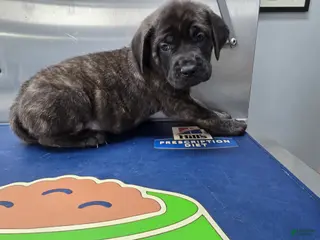 English Mastiff dogs English Mastiff Puppy 💚 - Ad 14