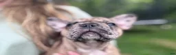 French Bulldog dogs for sale: Zeus  - Ad 5