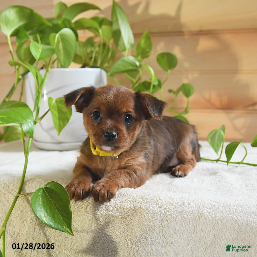 Shorkie dogs Opie - Ad 24