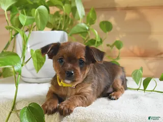 Shorkie dogs Opie - Ad 24