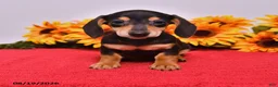 Miniature Dachshund dogs for sale: Doug  - Ad 3