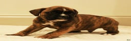 Boxer dogs for sale: Bruno - Ad 2