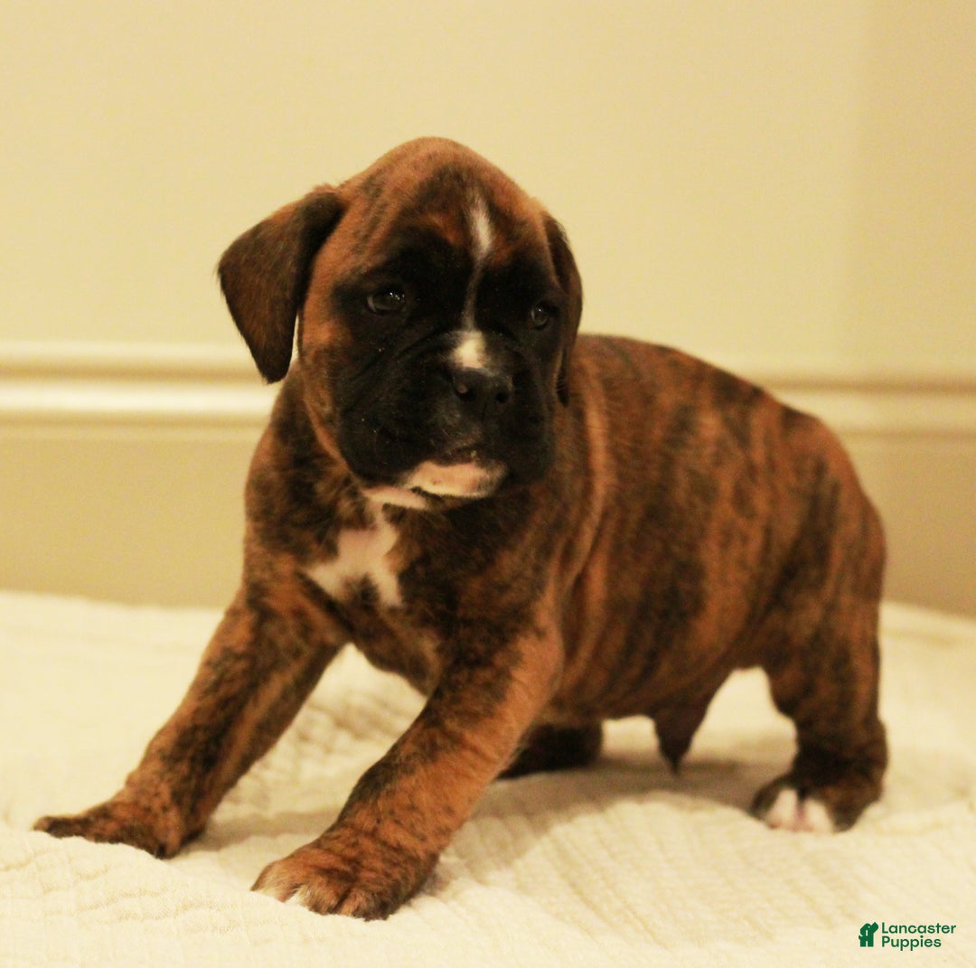 Boxer dogs for sale: Bruno - Ad 2