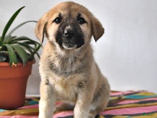 Mixed Breed dogs Gloria - Ad 7