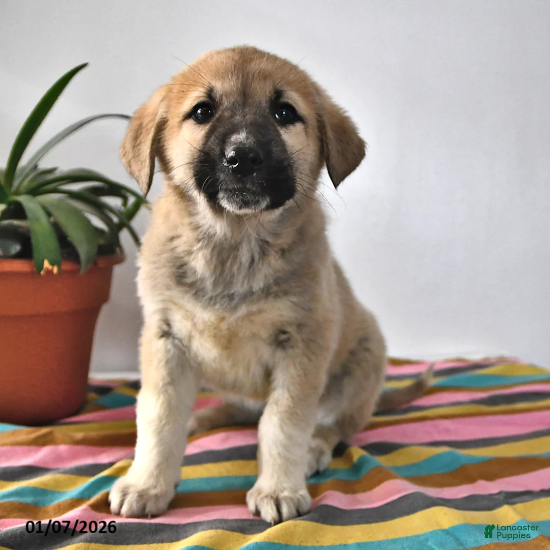 Mixed Breed dogs for sale: Gloria - Ad 1
