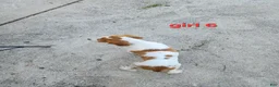 Brittany Spaniel dogs for sale: AKC/UKC French Brittany Annie's Girl 6 - Ad 6