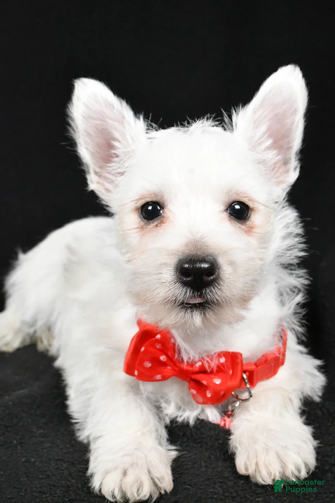 West Highland Terrier dogs for sale: Dan - Ad 4