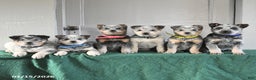 Australian Cattle Dog dogs for sale: Maverick - Ad 3