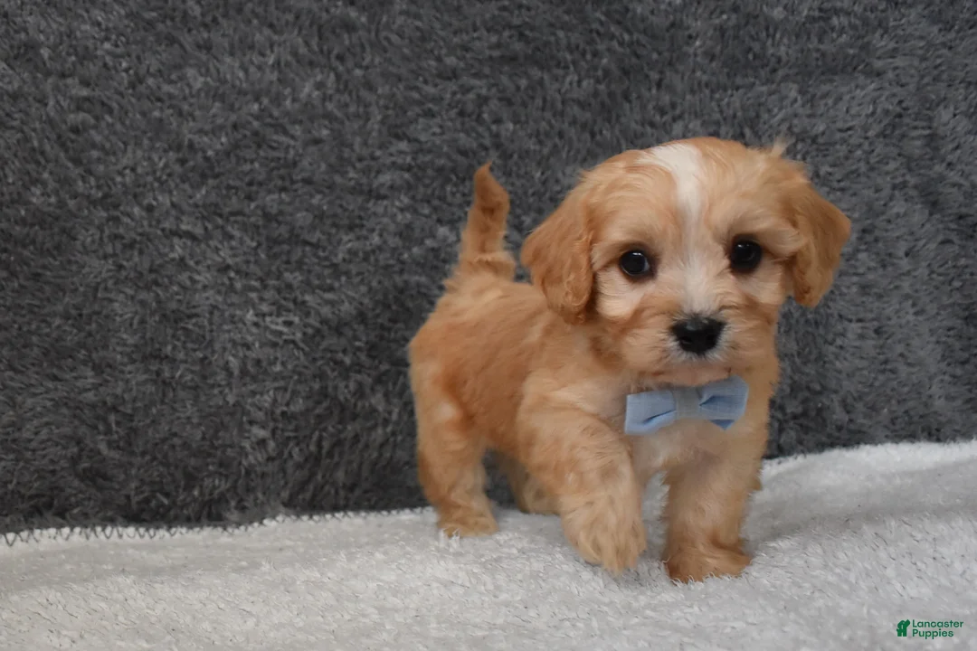 Cavachon dogs for sale: Pirate  - Ad 2