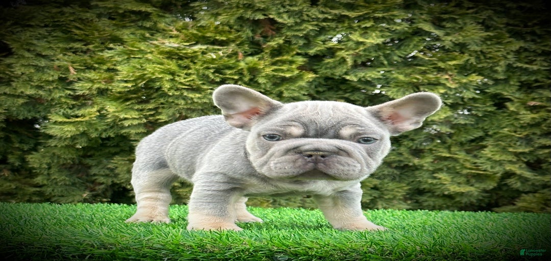 Gallery Image {{count}}