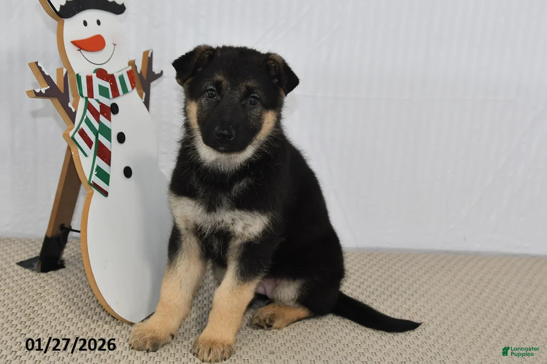 German Shepherd dogs for sale: Rain - Ad 3