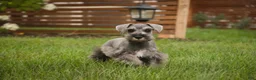 Miniature Schnauzer dogs for sale: Quartz Miniature Schnauzer  - Ad 15
