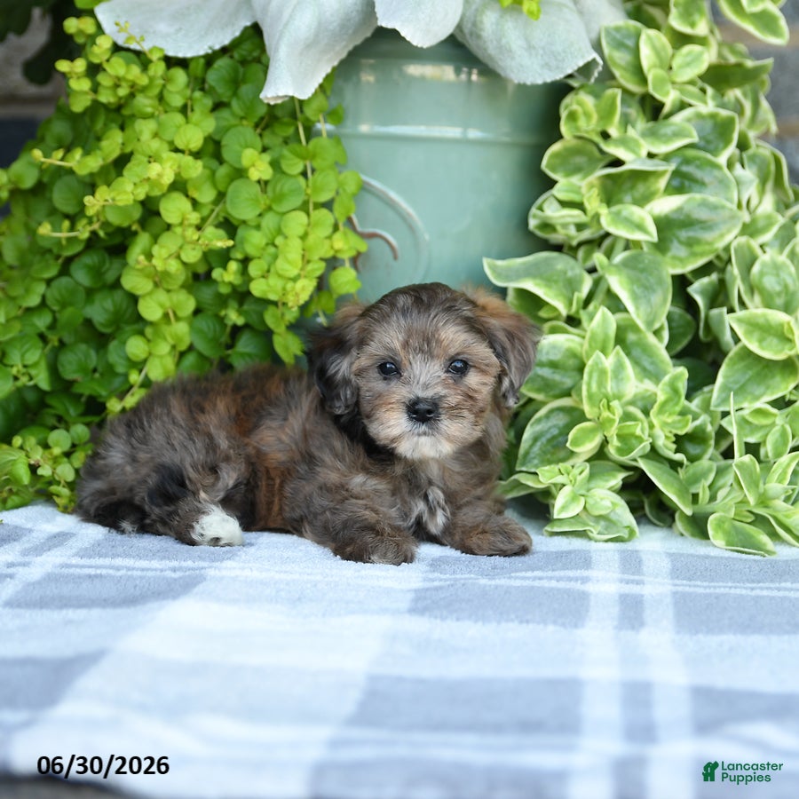 Maltipoo dogs Petunie  - Ad 2