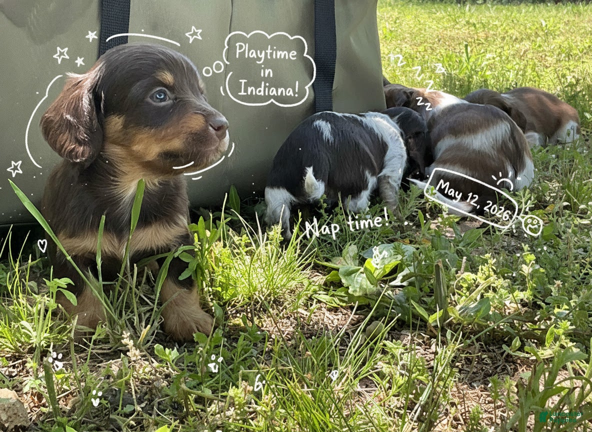 Miniature Dachshund dogs Hazel-Beautiful Chocolate & Tan Long-Haired Female-Parents Embark tested - Ad 1