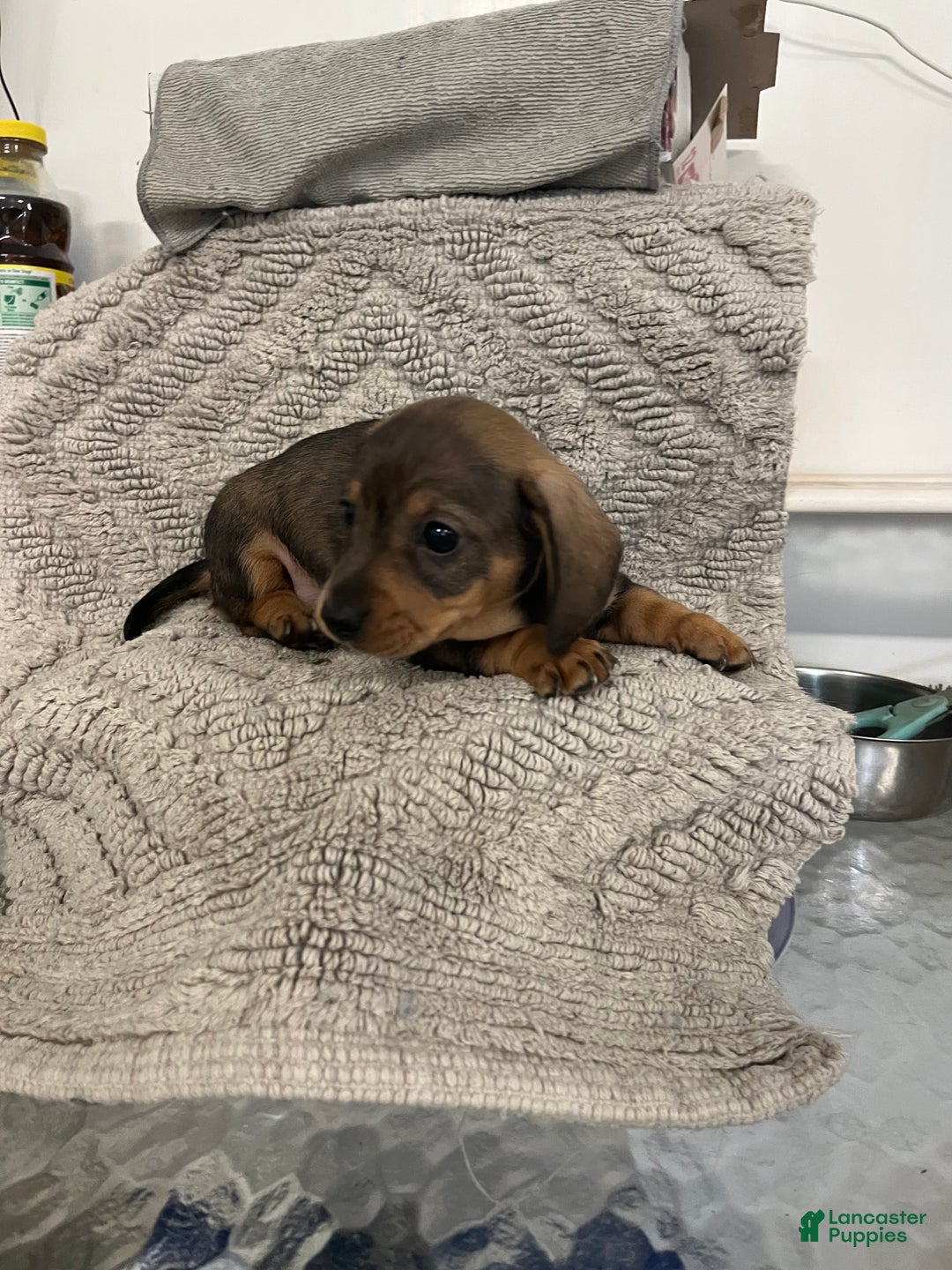 Miniature Dachshund dogs for sale: Joseph  - Ad 2