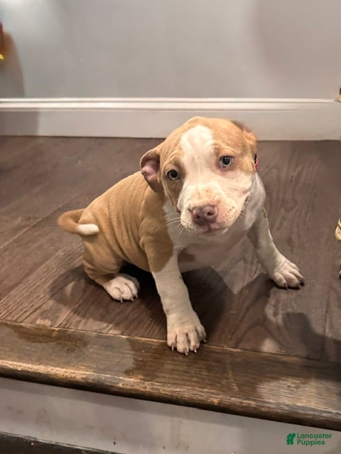 American Bully dogs Lena - Ad 2
