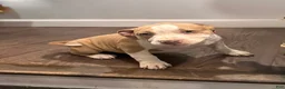 American Bully dogs for sale: Lena - Ad 2
