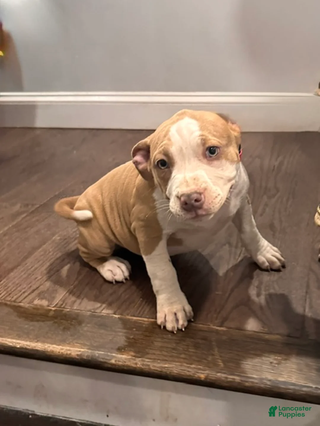 American Bully dogs for sale: Lena - Ad 2