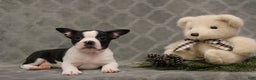 Boston Terrier dogs for sale: Chance - Ad 6