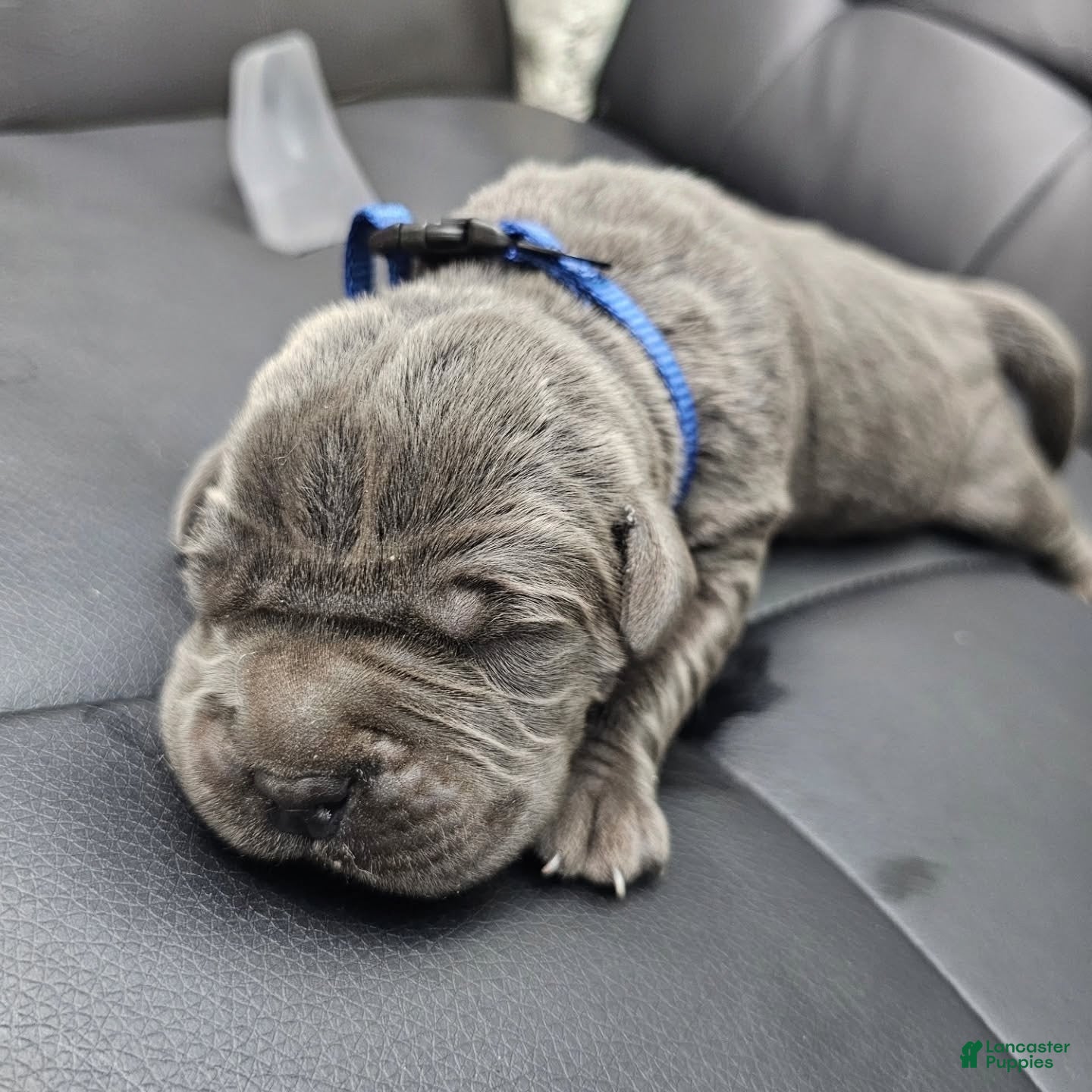 Cane Corso dogs Sentinel Soul Maybach-Solid Blue (North American Mastiff) - Ad 1