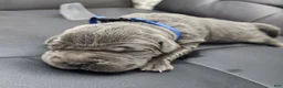 Cane Corso dogs for sale: Sentinel Soul Maybach-Solid Blue (North American Mastiff) - Ad 1