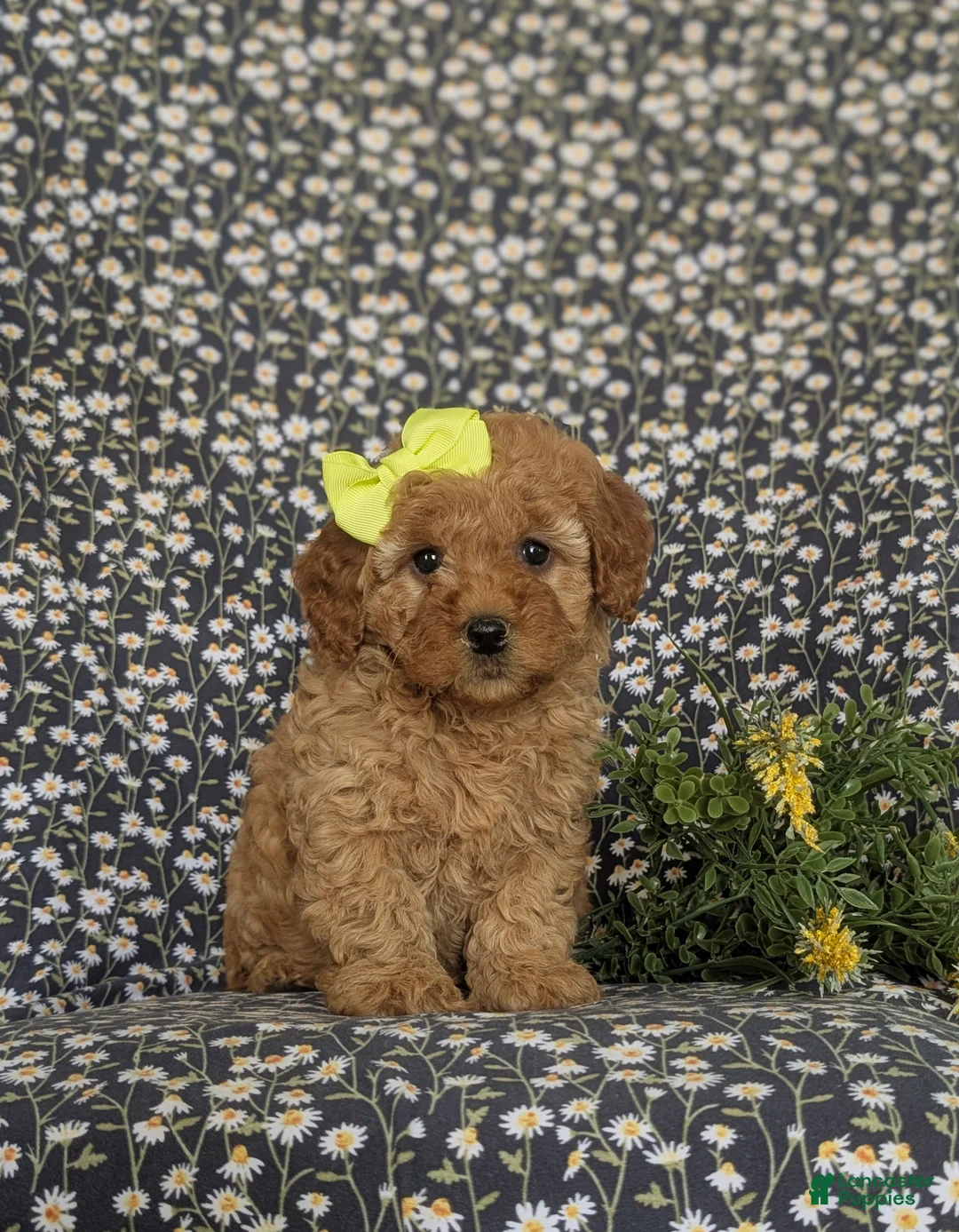 Cockapoo dogs for sale: Nyla Hypoallergenic - Ad 1