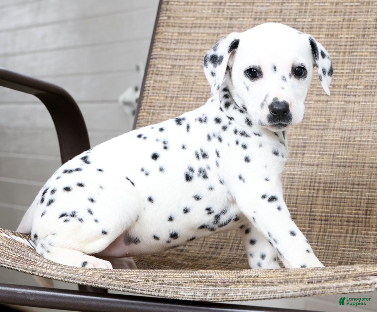 Dalmatian dogs Sprinkles - Ad 1
