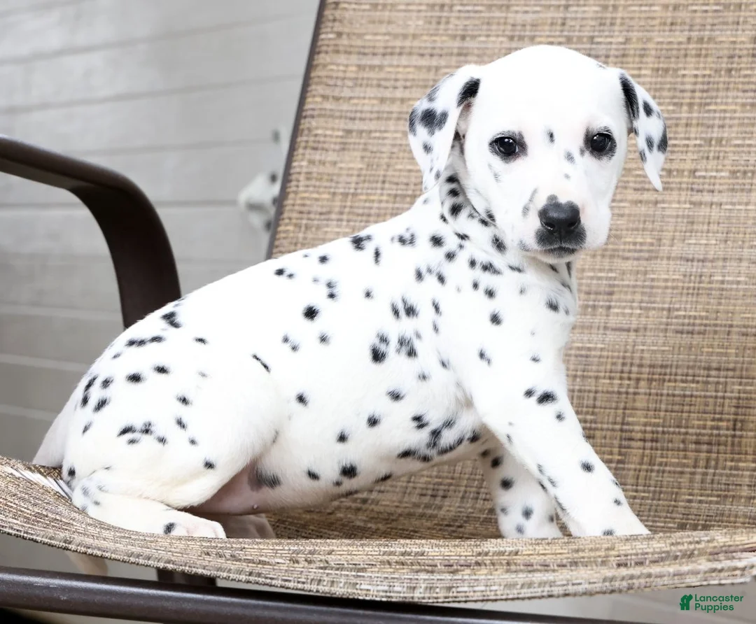 Dalmatian dogs for sale: Sprinkles - Ad 1
