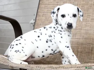 Dalmatian dogs for sale: Sprinkles - Ad 3