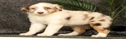Miniature Australian Shepherd dogs for sale: Molly - Ad 4