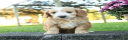 Mini Goldendoodle dogs for sale: Aldric - Ad 4