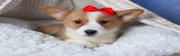 Welsh Corgi Pembroke dogs for sale: Mack - Ad 8