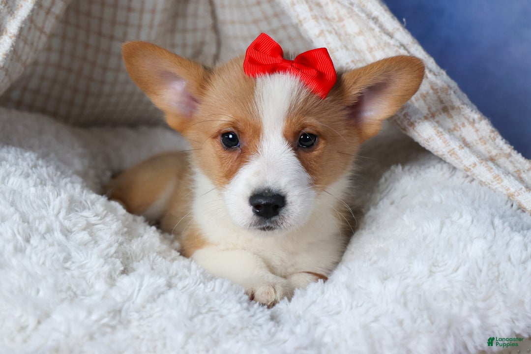 Welsh Corgi Pembroke dogs for sale: Mack - Ad 8