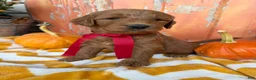 Goldendoodle dogs for sale: BOONE - Ad 2