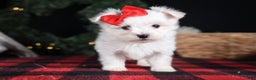 Maltese dogs for sale: ACE - Ad 18