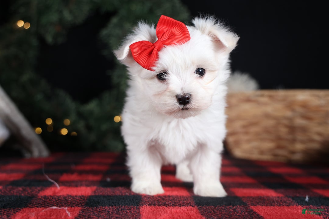 Maltese dogs for sale: ACE - Ad 18