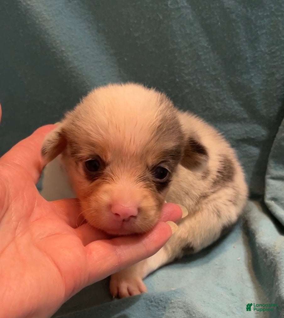 Welsh Corgi Pembroke dogs for sale: Welsh Corgi Pembroke Female 2 - Ad 2