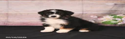 Miniature Australian Shepherd dogs for sale: Tammy - Ad 4
