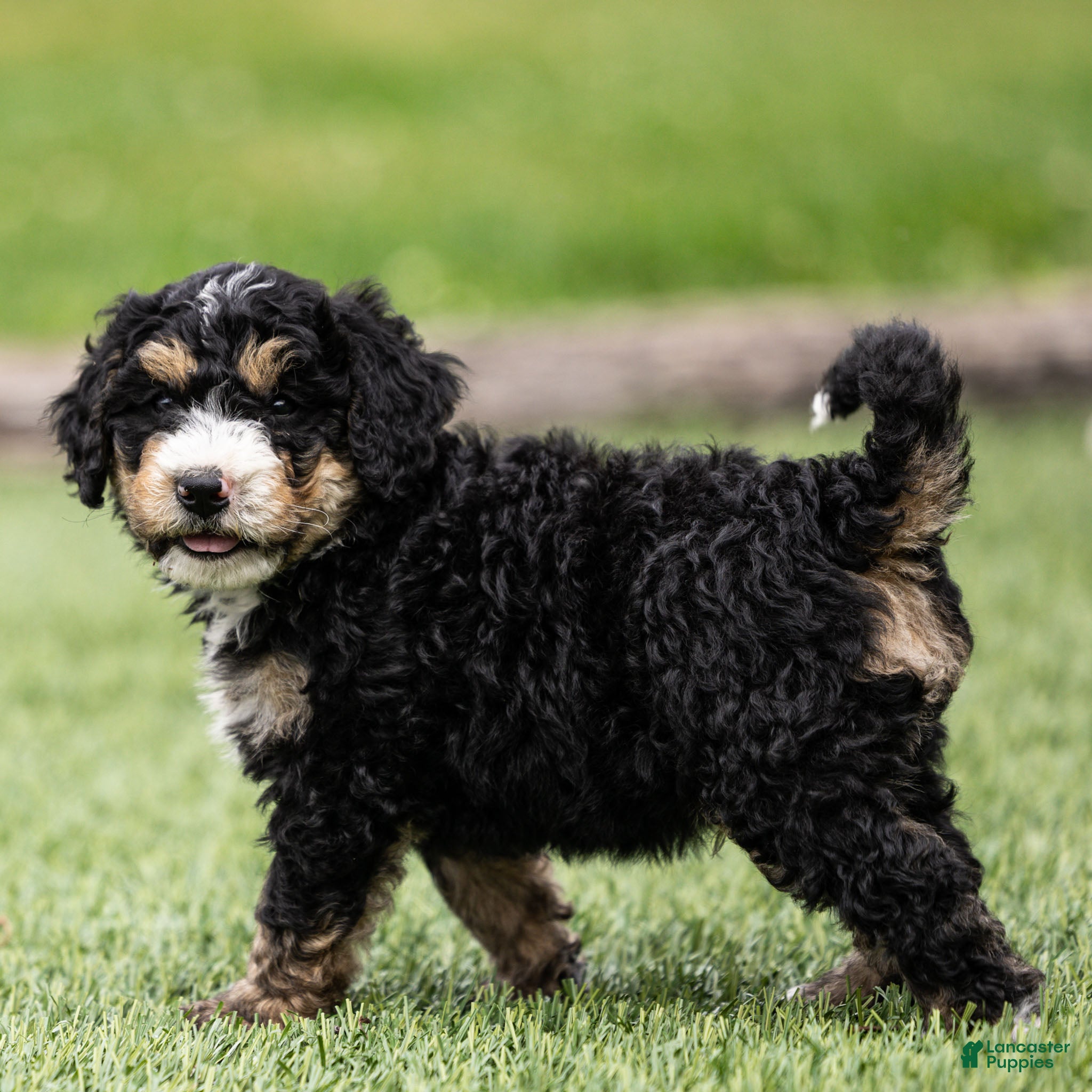 Bernedoodle dogs Hayes Bernedoodle Puppy  - Ad 1