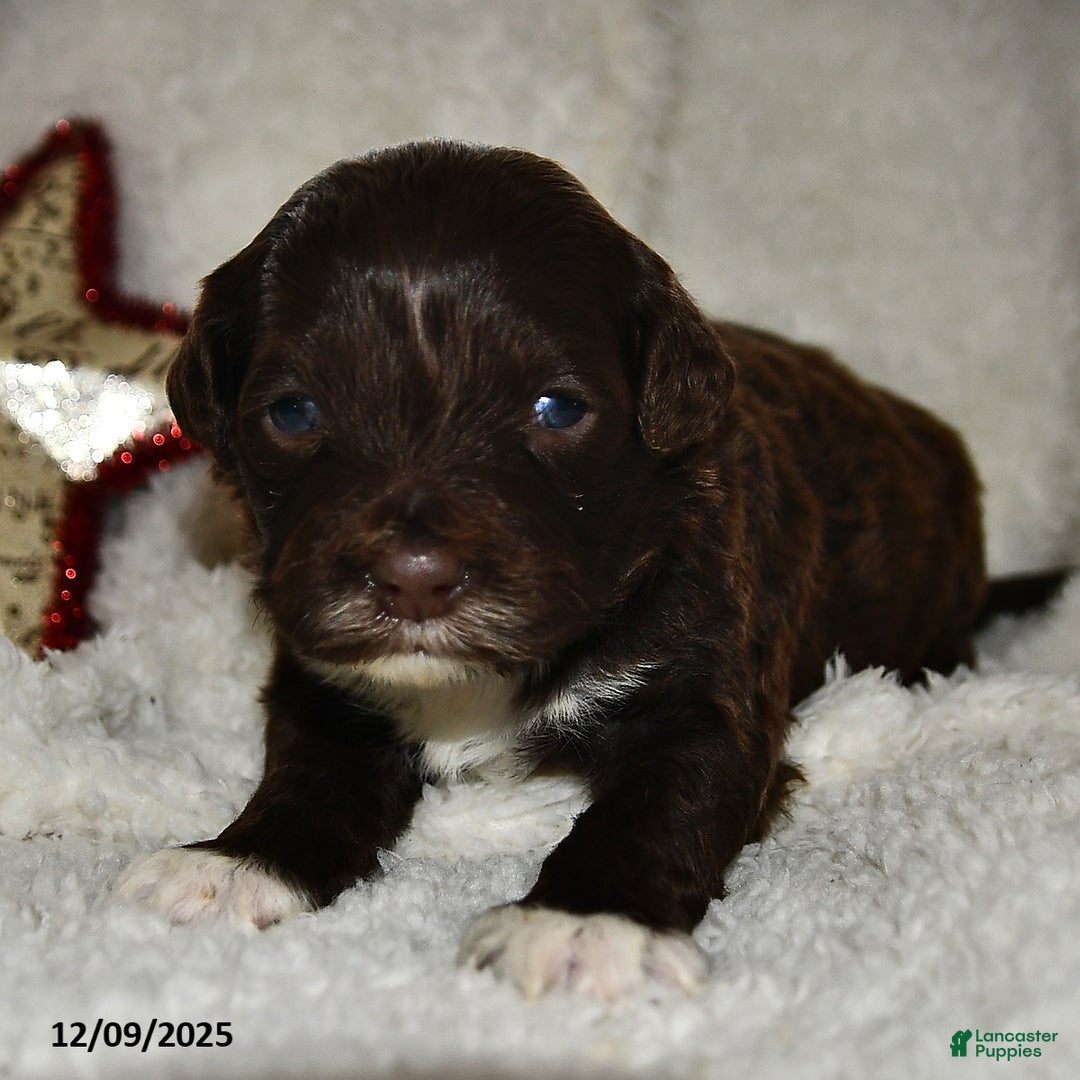 Portuguese Water Dog dogs for sale: Dime - Ad 4