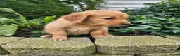 Golden Retriever dogs for sale: Katie  - Ad 3